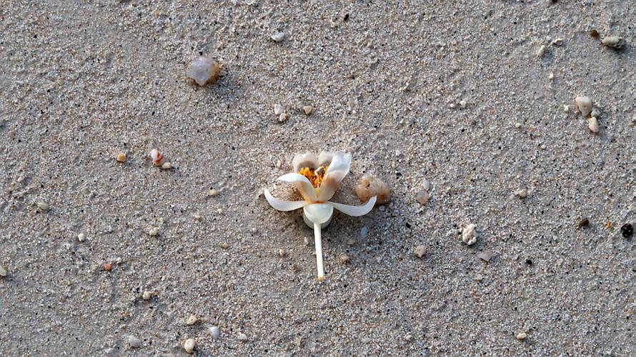 02-leela beach_39